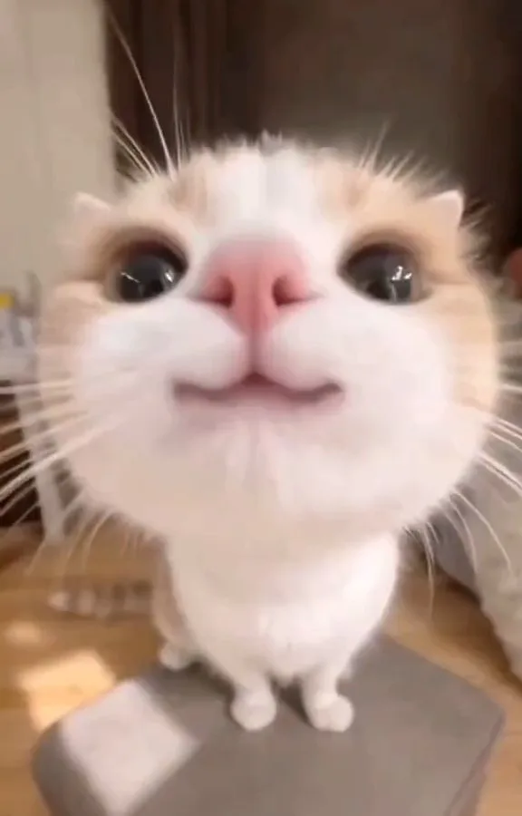 cute cat aesthetic