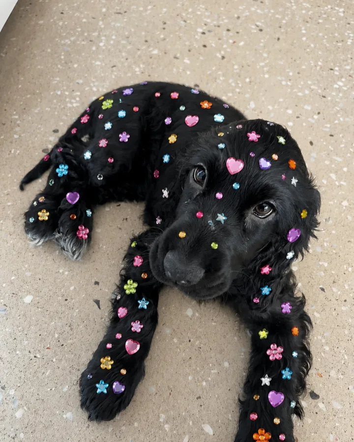 bedazzled cocker spaniel puppy