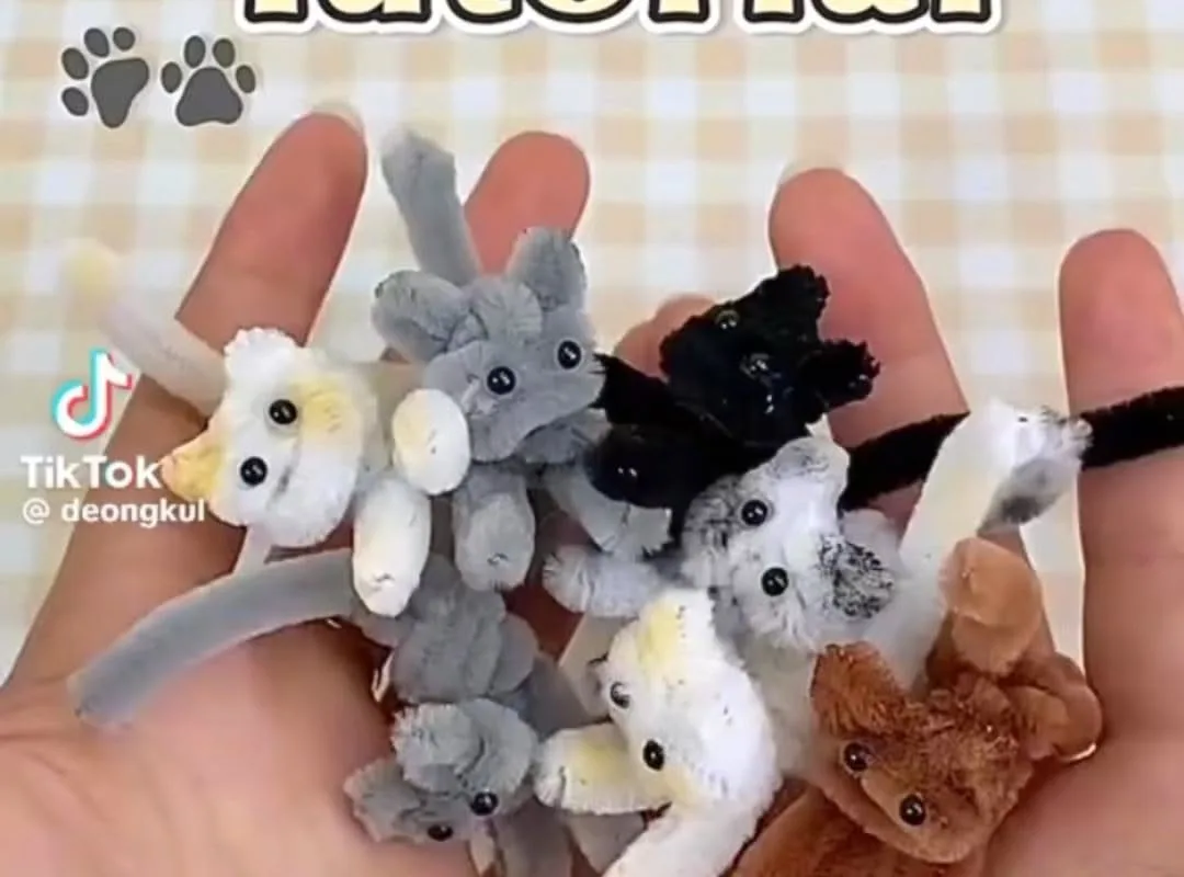 kitten care tutorial for beginners