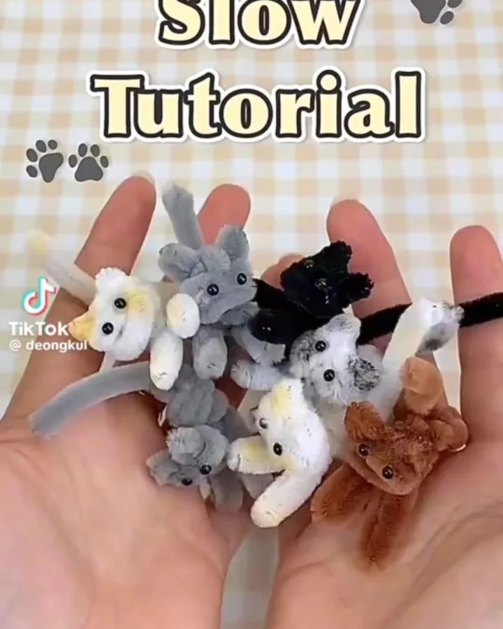 kitten care tutorial for beginners