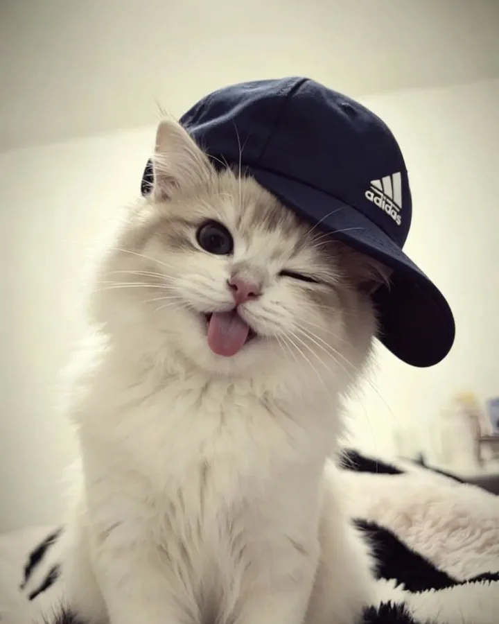 cute cat tips