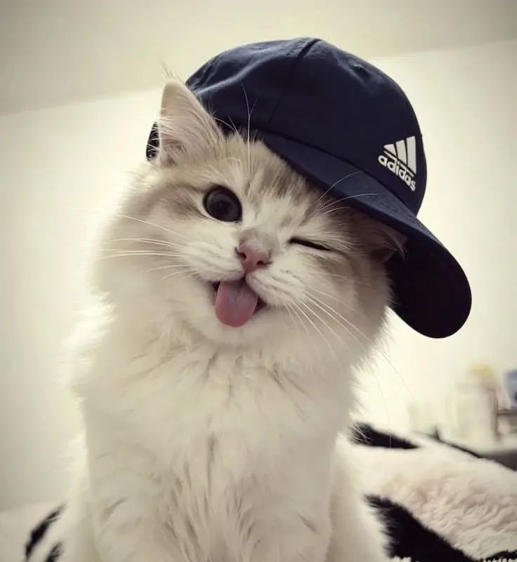 cute cat tips