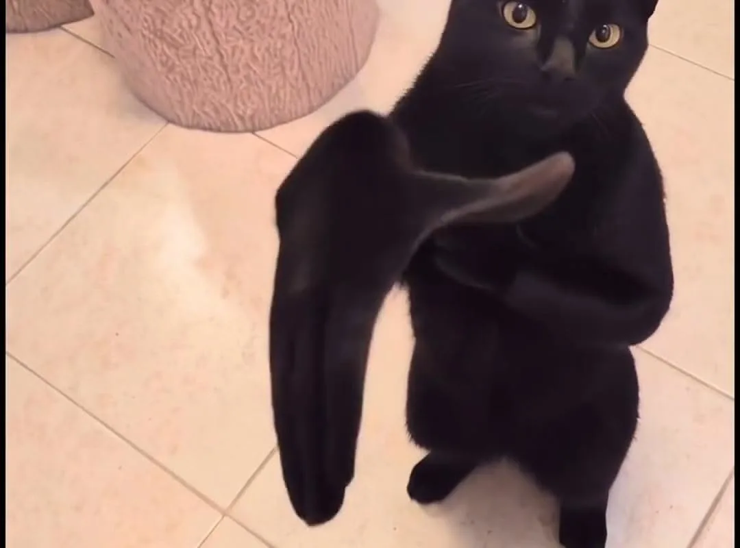 clapping cat meme green screen