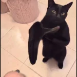 clapping cat meme green screen