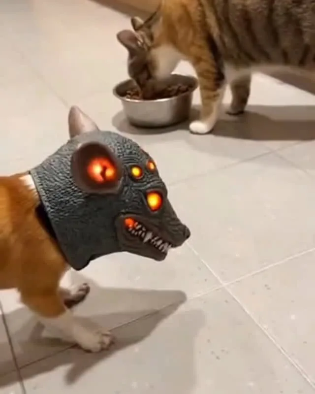 scary cat video tips