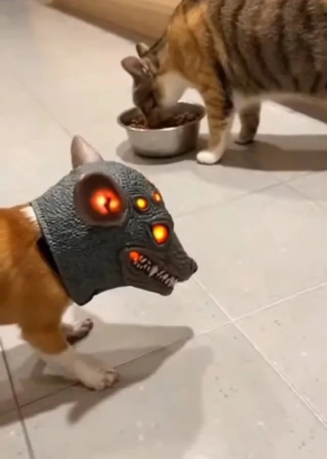 scary cat video tips