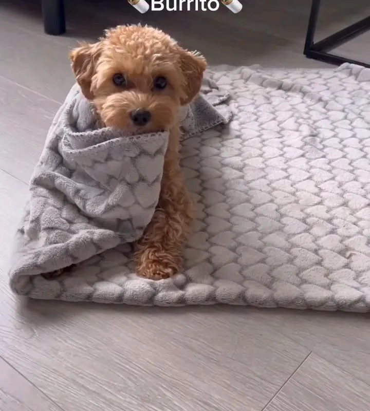 how to teach dog burrito trick