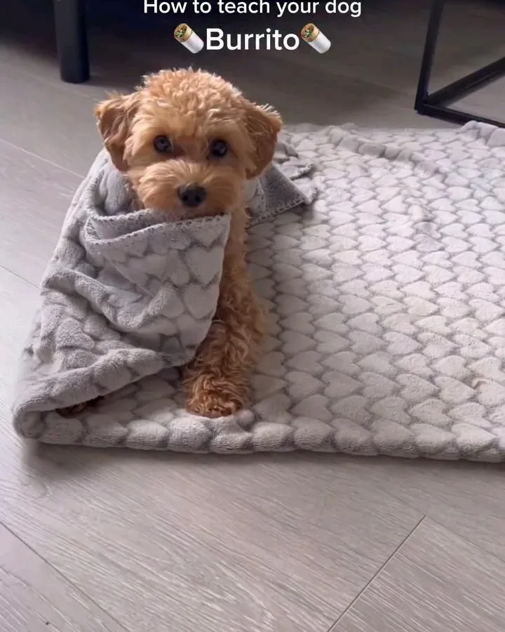 how to teach dog burrito trick