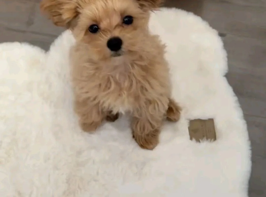 puppy training tutorial