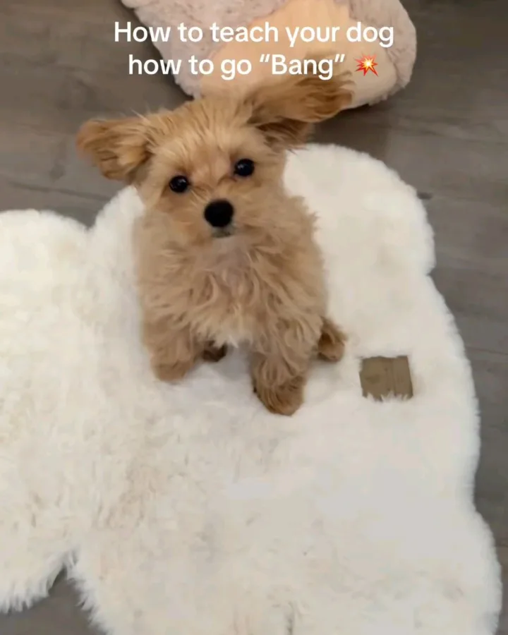 puppy training tutorial