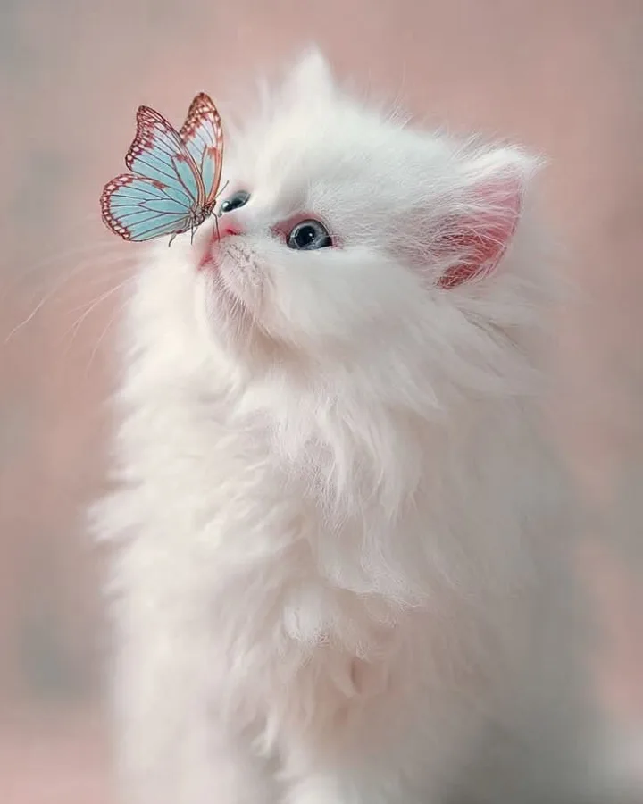 pinterest image size