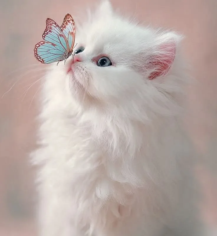 pinterest image size