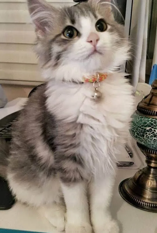 cutest overload