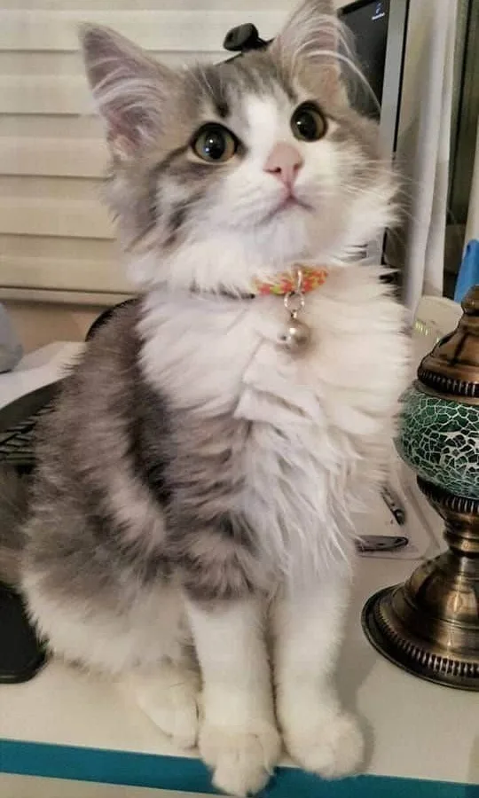 cutest overload