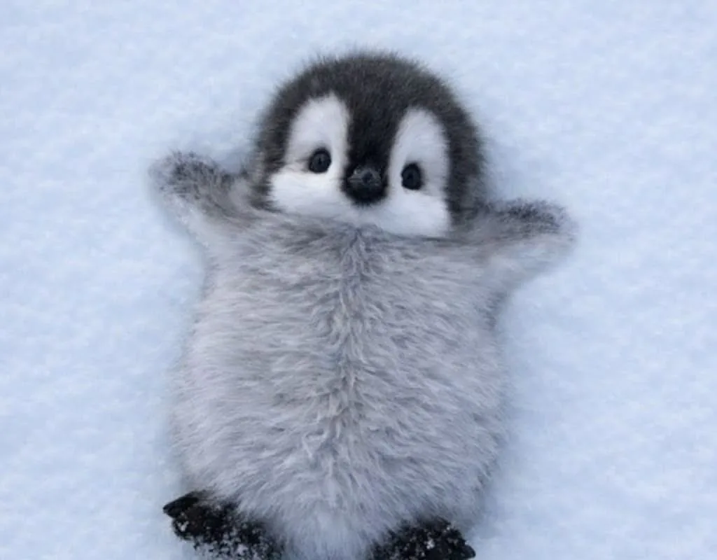 how to draw a cute penguin