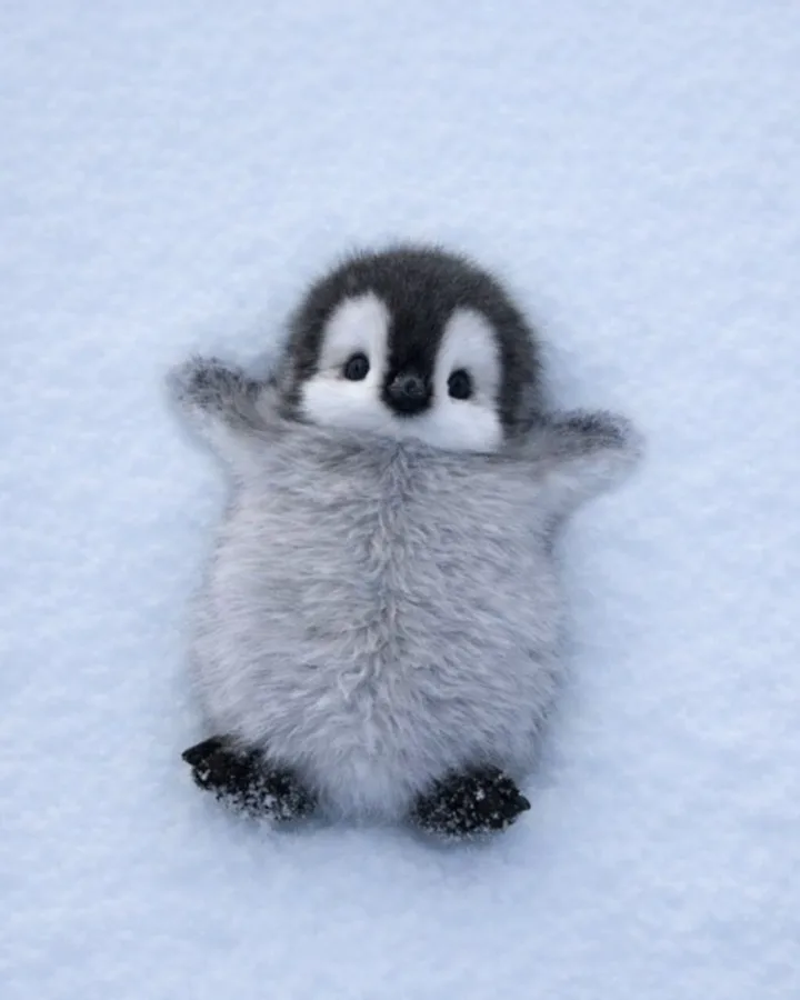 how to draw a cute penguin