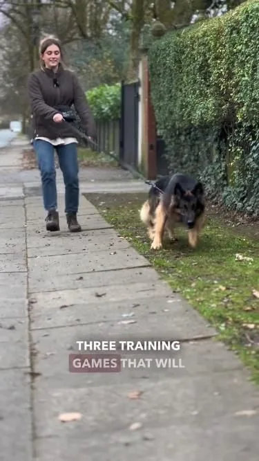 dog training tips for beginners