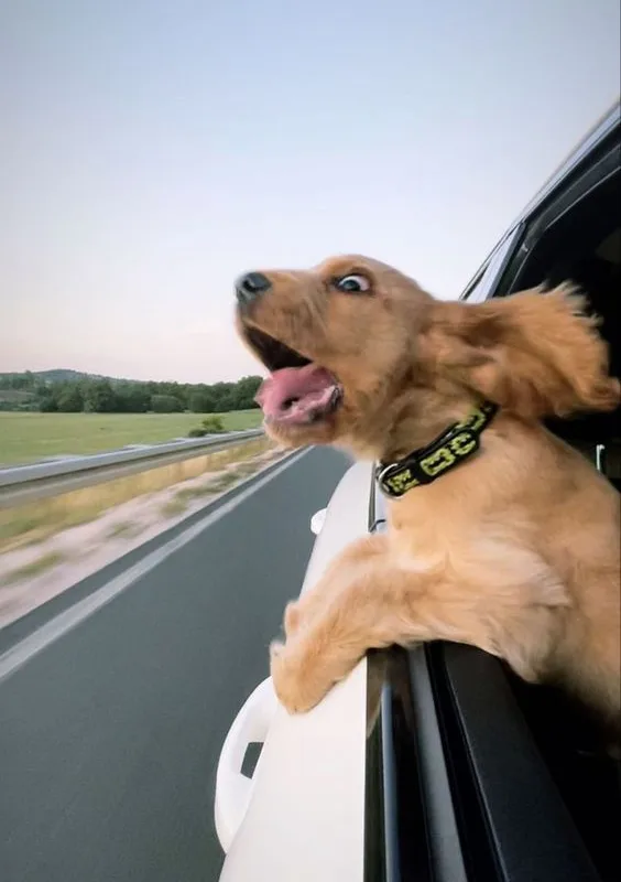 hyperactive dog tips
