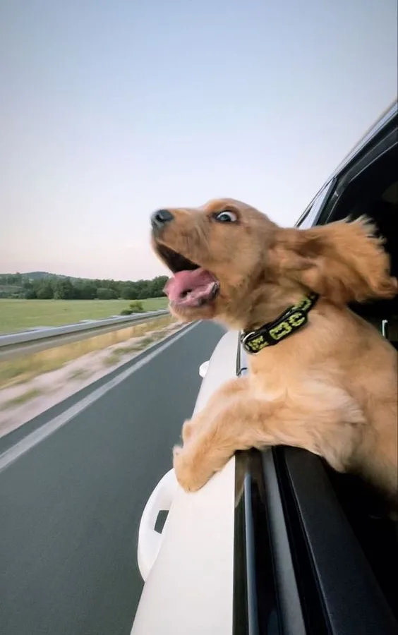hyperactive dog tips
