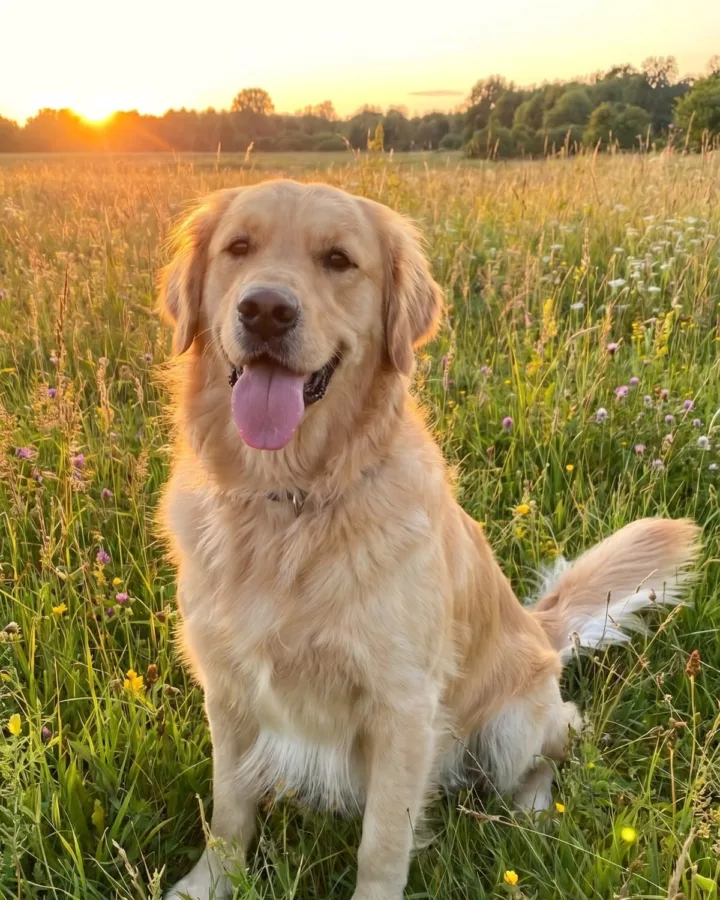 cute dog tips