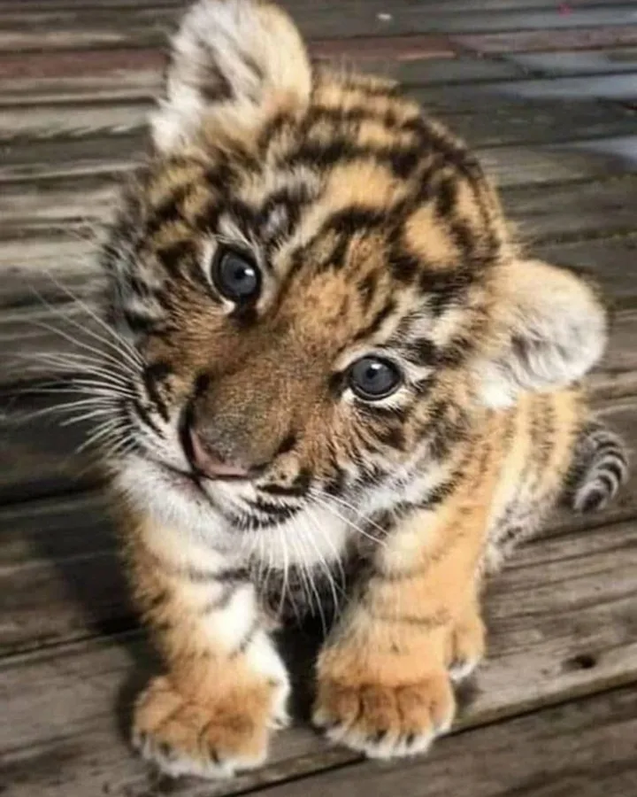 pinterest image size