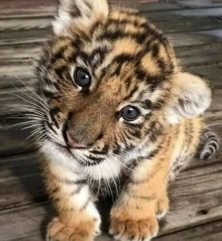 pinterest image size